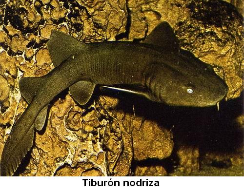 Tiburón nodriza.jpg